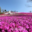 꽃가야 이미지