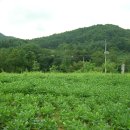 콩밭 이미지