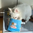 마시땡 이미지