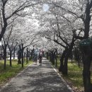 시청별관앞 꽃보라동산 이미지