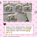부산진유치원 | 서면 애견유치원 멍데뷰 놀이방 종일권 내돈내산 후기