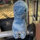 거제여행, 카페 '유자밭' 가볼만한곳 '씨월드 벨루가돌고래'