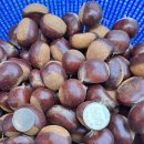 🌰✨밤 깊은산골 무공해밤 사이소 이미지