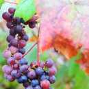 영월군농업기술센터 이미지