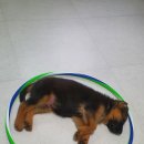 휴먼앤독 이미지