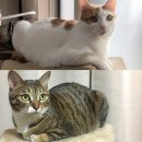 진량동물병원 이미지