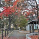 무궁화공원 | 홍천 단풍명소 무궁화공원 🍁 가을 산책·가볼만한곳 리뷰