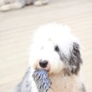 판문농장 이미지