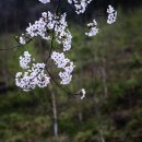 부귀리벗꽃 이미지