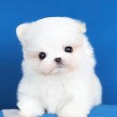 강아지분양 멍블랑 인천청라본점 이미지