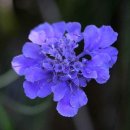 블루노트(BLUE NOTE) 네이버블로그