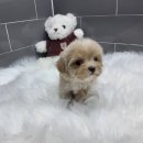 야옹아 멍멍해봐 삼각점 이미지