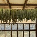 밭멍스테이 이미지