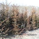 삽교읍011 이미지