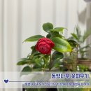 꽃봉우리 | 동백나무 키우기 성공, 1년 반 만에 피운 동백꽃 이야기