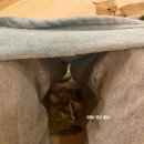 반갑다 창문밖 고양이 이미지