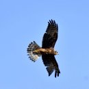 호곡리의 알락개구리매(Pied Harrier) 이미지