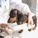 퍼스트 동물메디컬 센터 이미지