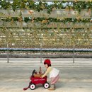 보람농장 | 경기도 화성 17개월 아기랑 다녀온 딸기농장 체험 후기 (사진 맛집)