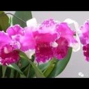 17)02. 莊子장자 外篇외편 第17篇 秋水(추수)(第02章)/로비정책,슈퍼 301조,최후통첩,고령화 가속,창업 시장,광물 동맹,글로 이미지