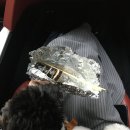 272-2088 | 시드니 여행 1일차 ••• 8월 8일~14일