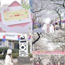 이디야커피 부천벚꽃마을점 | 전농로 벚꽃축제 제주 실시간 개화 현황 먹거리 주차 정보