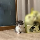 꿈냥이 | 광주 고양이 가정분양 비비냥 노협찬 리얼 내돈내분 분양 후기(3개월차) 장점 및 후속케어