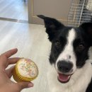 랑숑까까 이미지