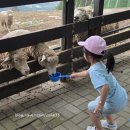 동승전자 | 웰리힐리 리조트 후기(객실, 워터파크, 놀이시설, 식당 등)-작성중