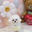 비비도리스 애견샵 | 미사강아지미용 ‘비비그룸’ㅣ 꿀떡이 스파까지 받고 완전 변신한 날 ✨