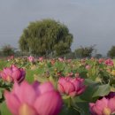 합덕연지마을 이미지