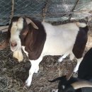 종부농장 이미지