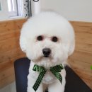 오렌지애견샵