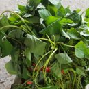 흥부종묘사 이미지