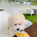 댕댕테이블 이미지