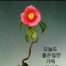 백향