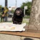 행복한강아지 이미지