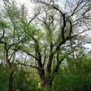 제주 봉개동 왕벚나무 자생지 이미지