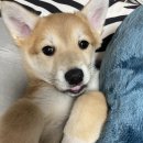 진도호시 이미지