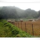 대강목장 이미지