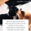 하피 이미지