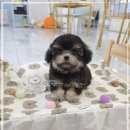 꽃강아지 이미지