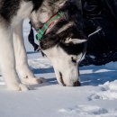 강아지발바닥 이미지