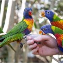 레인보우 앵무 이미지