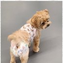 댕이 데이 이미지