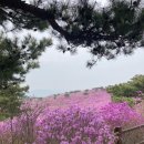 대견사전기차회차지 | 군락지 4월 마지막주 참꽃상황:등산초보 저질체력 비슬산후기:비슬산참꽃등산코스+하행 전기차탑승 후기