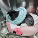 김포보듬동물의료센터 이미지