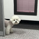 애견미용 이미지