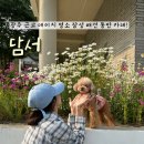 장성-06 | 장성 애견동반 카페 담서 광주근교 데이지 꽃 명소