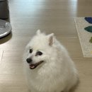 소매각시 | 250728